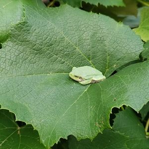 Meet your Posher, Maddie